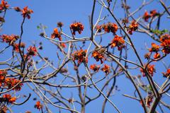 Erythrina caffra