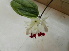 Lamprocapnos spectabilis