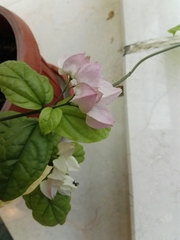 Lamprocapnos spectabilis