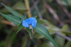 Commelina eckloniana