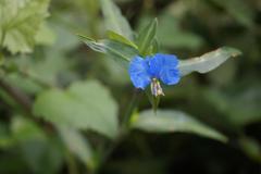 Commelina eckloniana