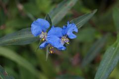Commelina eckloniana