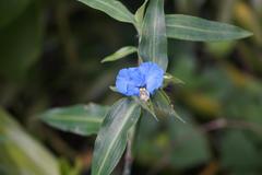 Commelina eckloniana