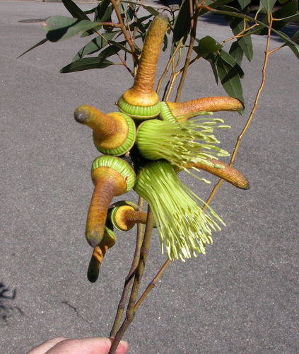 Eucalyptus newbeyi D.J.Carr & S.G.M.Carr 3