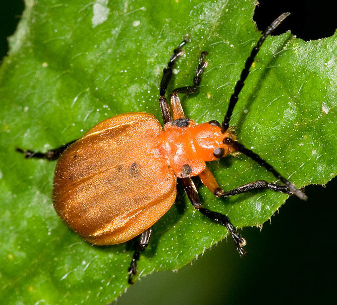 Platycesta