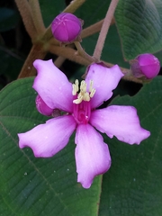 Dichaetanthera