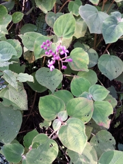 Dichaetanthera