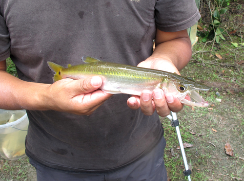 Smallscale freshwater barracuda (Acestrorhynchus microlepis) — Acestrorhynchidae — 2