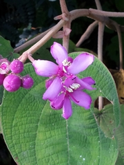 Dichaetanthera