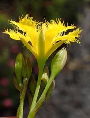Villarsia capensis