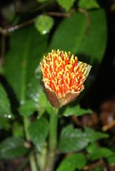 Scadoxus membranaceus