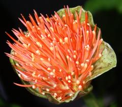 Scadoxus membranaceus