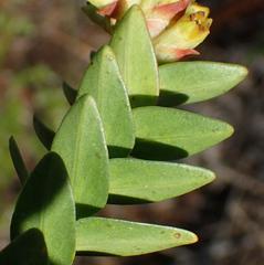 Penaea cneorum gigantea