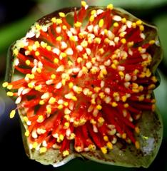 Scadoxus membranaceus