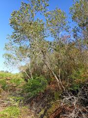 Penaea cneorum gigantea