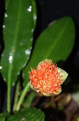 Scadoxus membranaceus