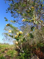 Penaea cneorum gigantea