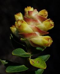 Penaea cneorum gigantea