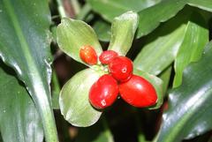Scadoxus membranaceus