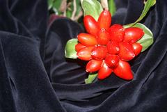 Scadoxus membranaceus