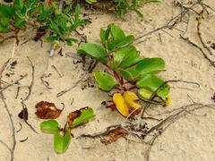 Ipomoea pes-caprae brasiliensis