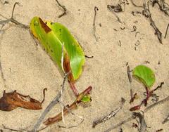 Ipomoea pes-caprae brasiliensis