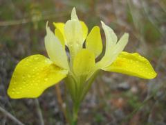 Moraea macronyx