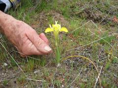 Moraea macronyx
