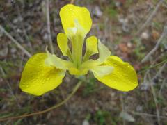 Moraea macronyx