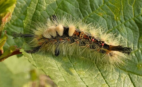 Rusty Tussock Moth