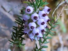 Erica strigosa