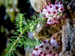 Erica strigosa