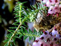 Erica strigosa