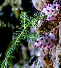 Erica strigosa