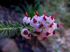 Erica strigosa