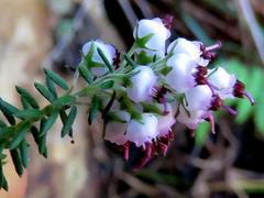 Erica strigosa