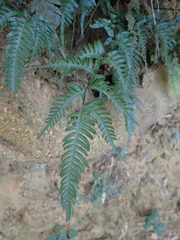 Pteris dispar