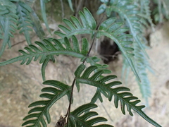 Pteris dispar