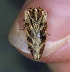 Genestia tuberculifrons