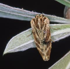 Genestia tuberculifrons
