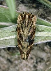Genestia tuberculifrons