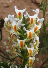 Hebenstretia dentata