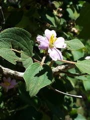 Dichaetanthera