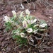 Oxytropis includens - Photo (c) Aleksandr Ebel, some rights reserved (CC BY-NC), uploaded by Aleksandr Ebel