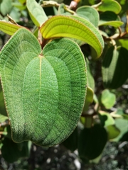 Dichaetanthera