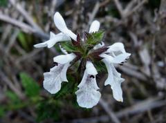 Stachys bolusii