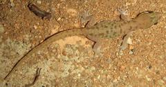 Pachydactylus punctatus