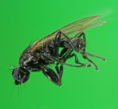 Crumomyia