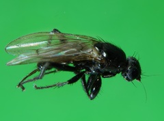 Crumomyia