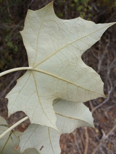 Givotia madagascariensis